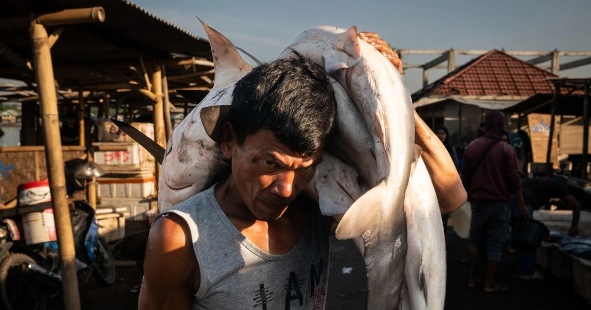 Photo essay: Southeast Asia's overfishing crisis — and the effort to uncover its roots