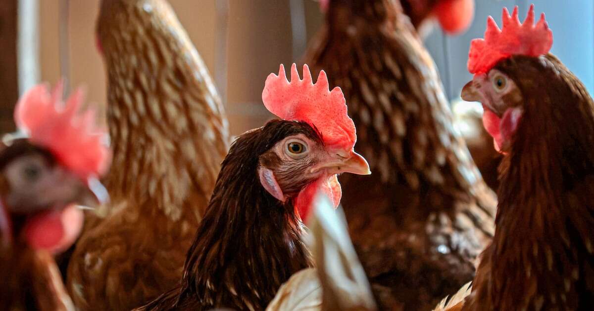 US will spend up to $1 billion to combat bird flu, USDA secretary says