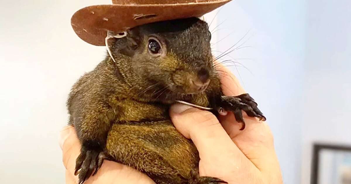 Peanut the Instagram-famous squirrel did not have rabies after all, state officials say