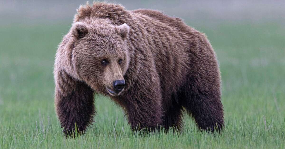 Grizzly bears are set to be reintroduced to Washington state, after years of debate