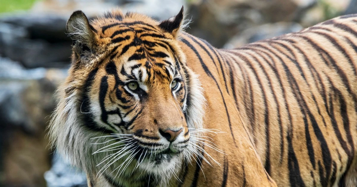 Indonesia seeks more proof that Javan tiger may no longer be extinct