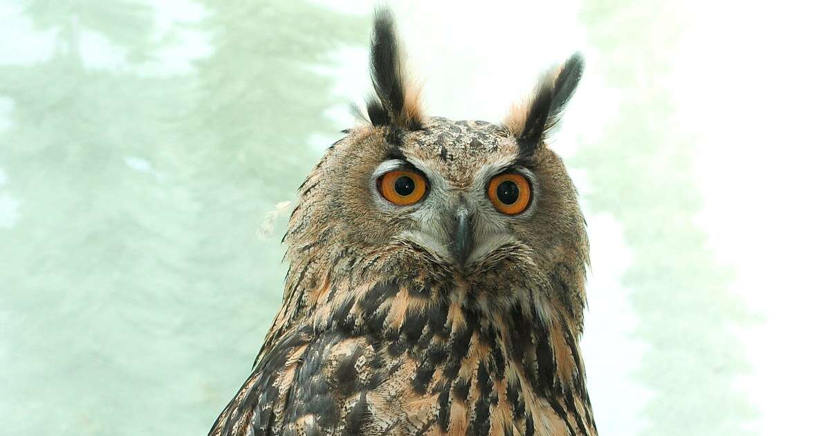 Flaco, owl whose death shocked NYC, had evidence of bird herpes and rat poison