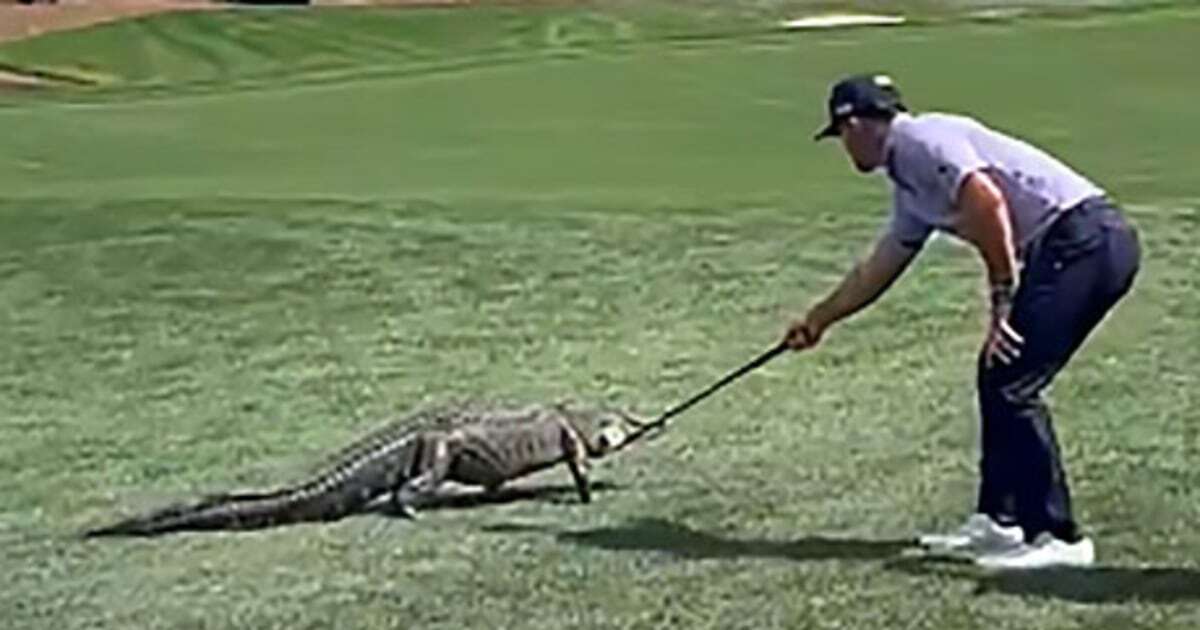 Golfer shoos gator away with club at PGA National Tour