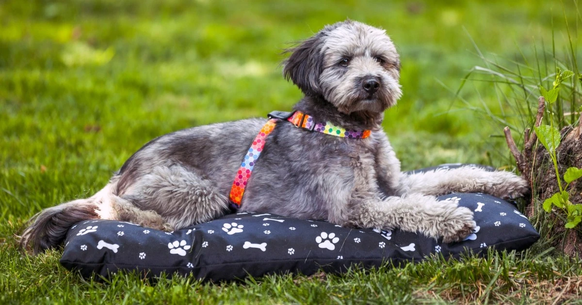 Does your dog really need an outdoor bed? Vets make a convincing case for them