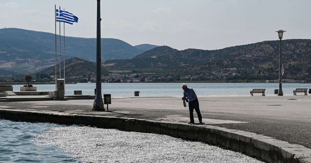 Sun, sea and a biblical stench: Thousands of dead fish plague tourist port