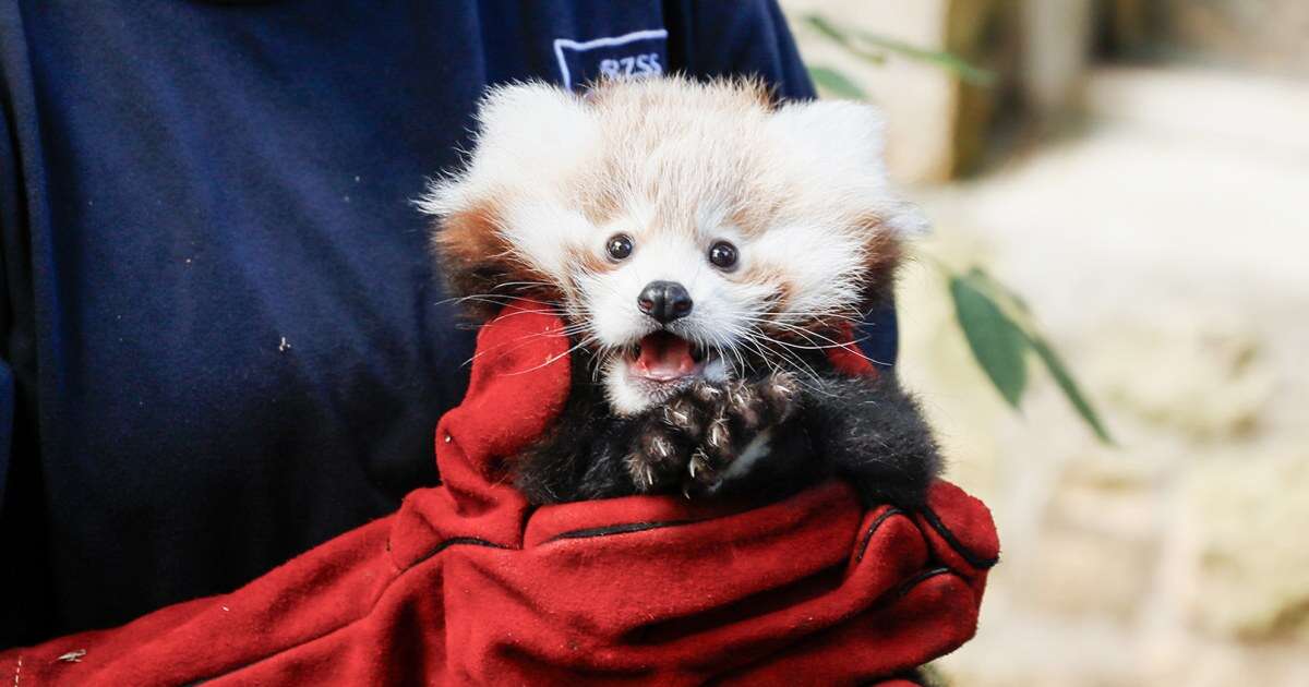 Baby red panda's death blamed on noise stress from fireworks near zoo