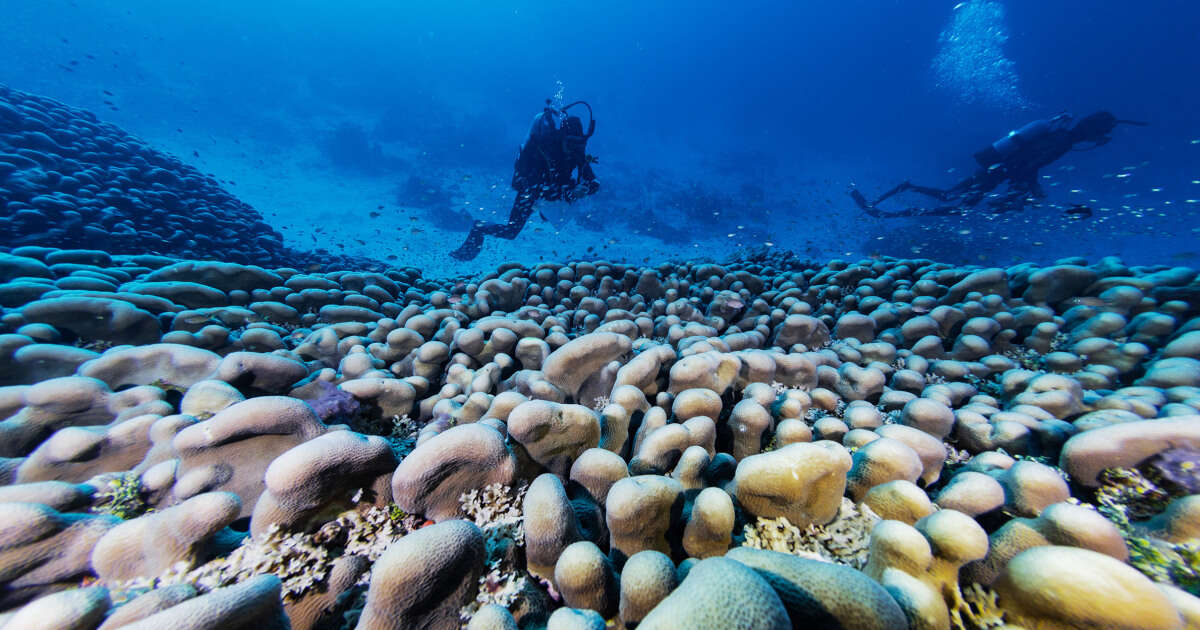 World’s largest coral, found in the Pacific, was ‘hiding in plain sight’ for 300 years