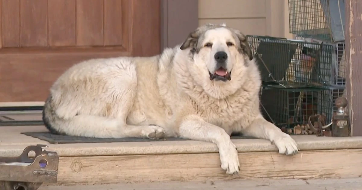 Dozens searched for a missing 2-year-old in the Arizona desert. Buford the dog was the real hero.  
