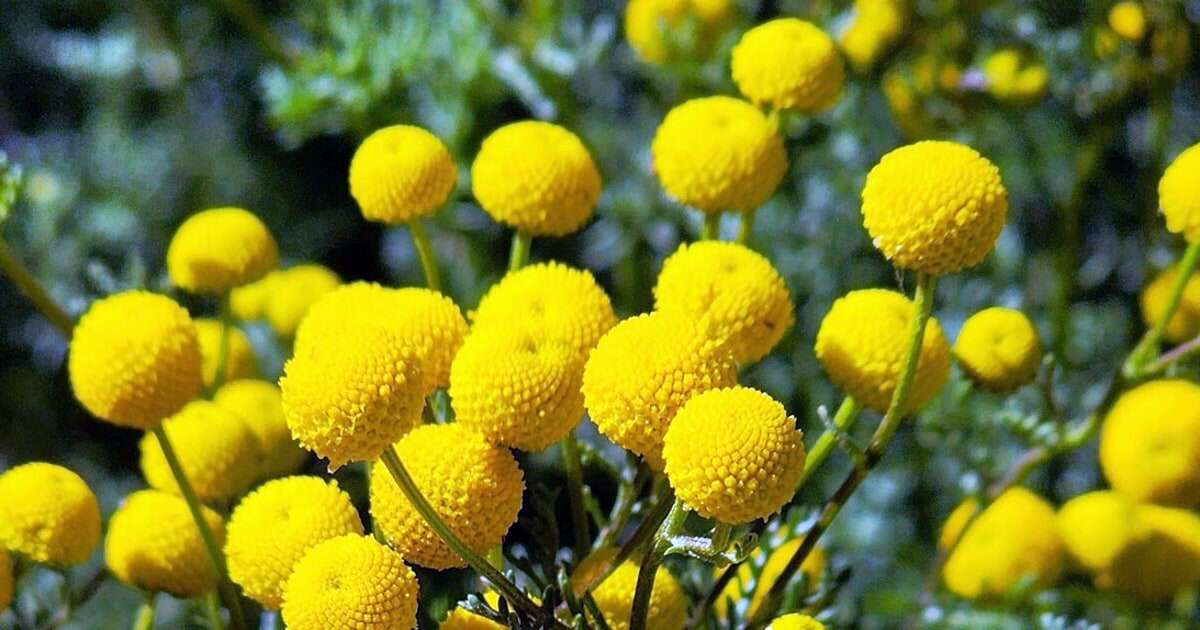 Smelly, invasive 'stinknet' plant closes part of Arizona national monument