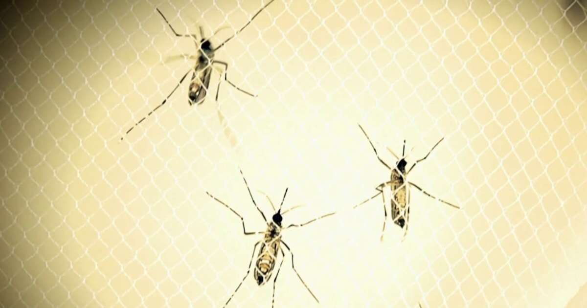 Dangerous mosquito-borne diseases threaten communities