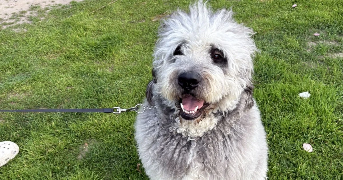Family grieves dog shot by LAPD officer during Knicks celebration
