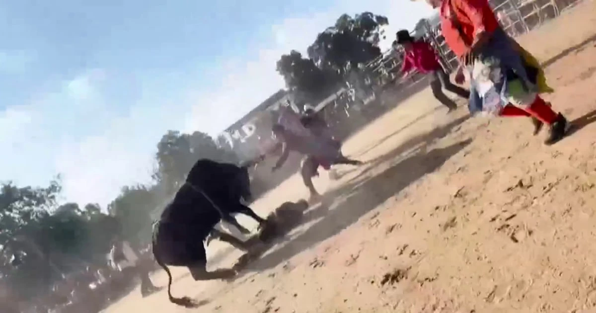 Video shows bull rider tossed and trampled at Bronx rodeo