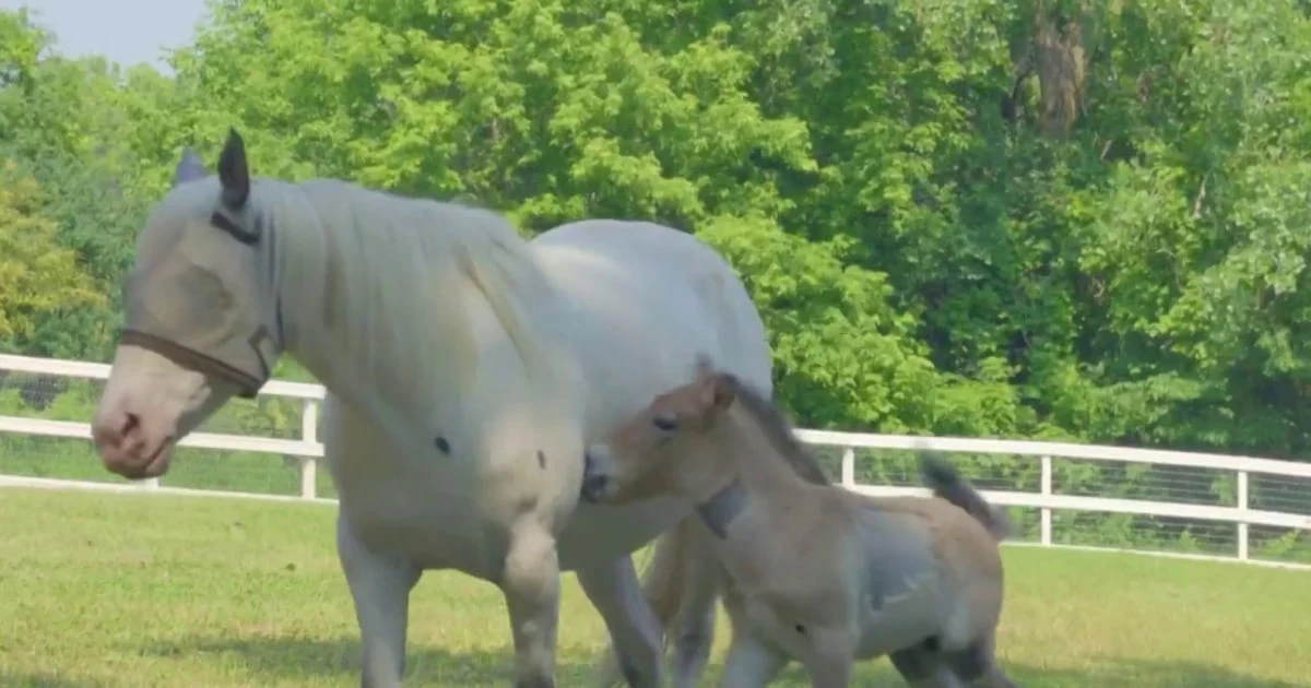 American pony raises rare Asian wild horse