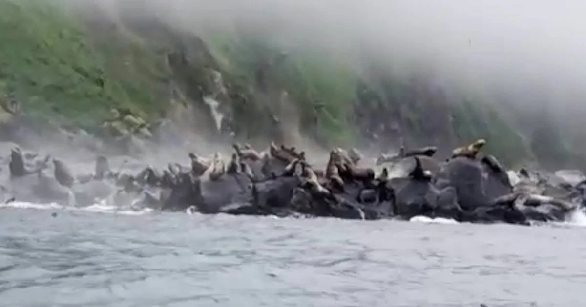 Panicked sea-lions dive into the sea as quake rocks eastern Russia