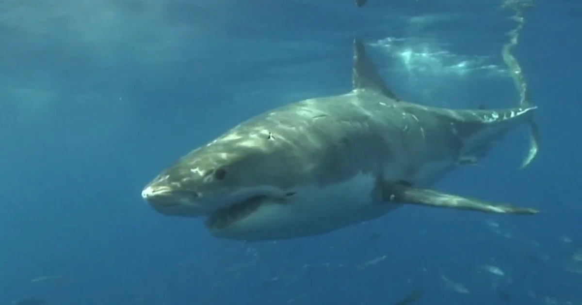 Beachgoers on high alert as shark sightings rise on East Coast