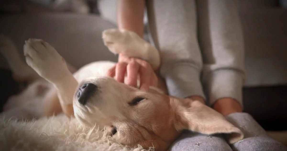 New drug could help dogs live longer