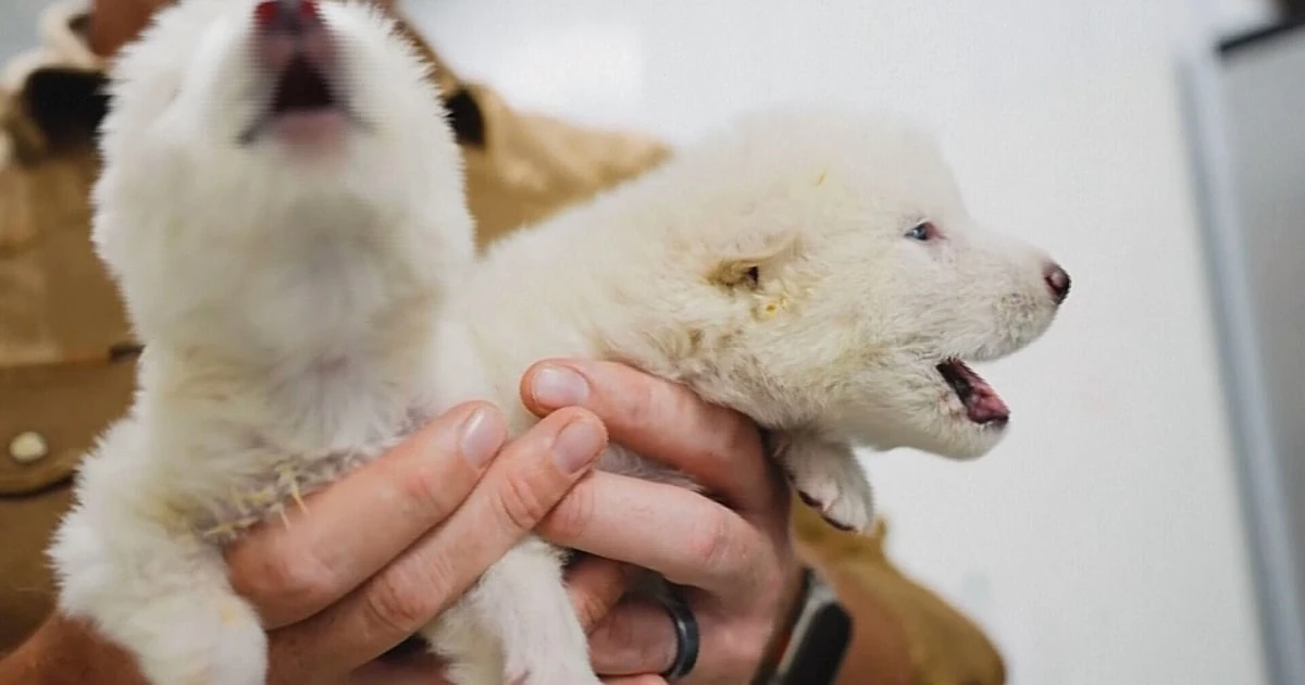 Video shows genetically modified dire wolves, biotech company claims
