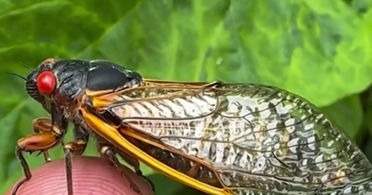 Kentucky, Tennessee expected to see highest number of cicadas in 2025