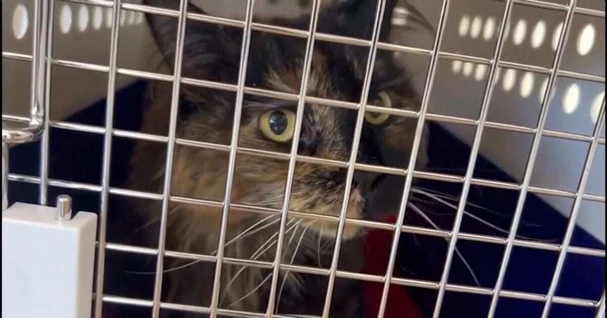 'How could this happen?': Mittens the cat's owner describes feline frequent flyer's ordeal