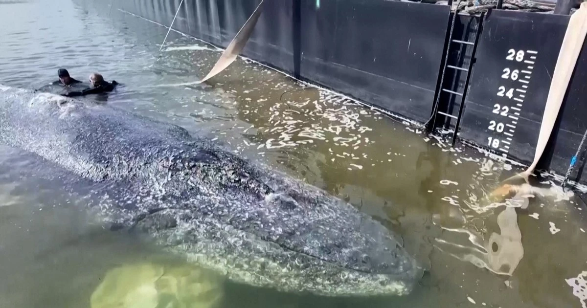 Humpback whale released in spectacular rescue effort, found dead off Denmark