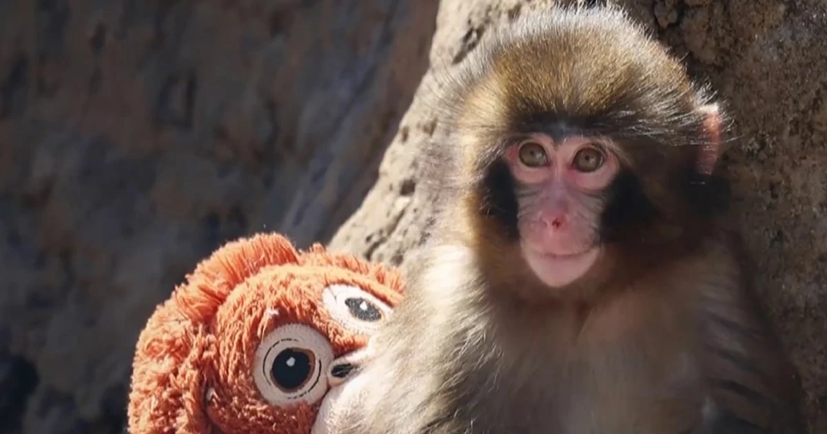 2 men detained after break-in at enclosure of 'Punch' the monkey