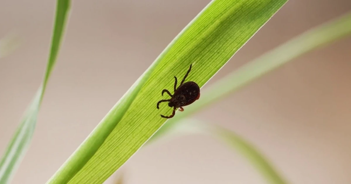 Emergency room visits for tick bites on the rise
