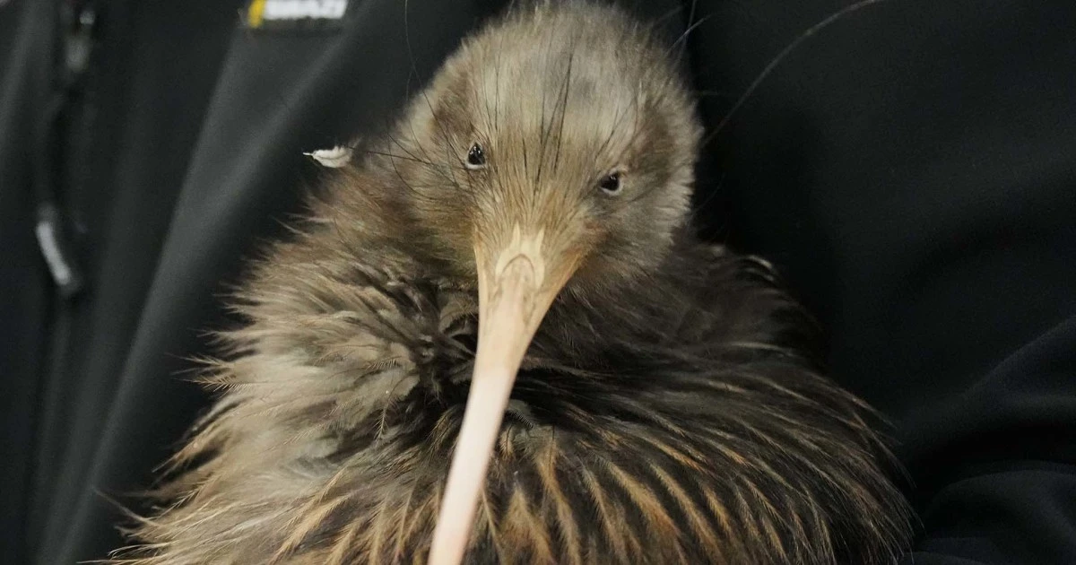 Iconic kiwi birds reintroduced around New Zealand’s capital