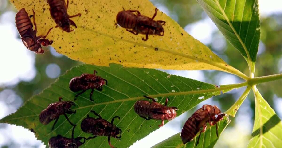 South Carolina residents calling police over noisy cicadas