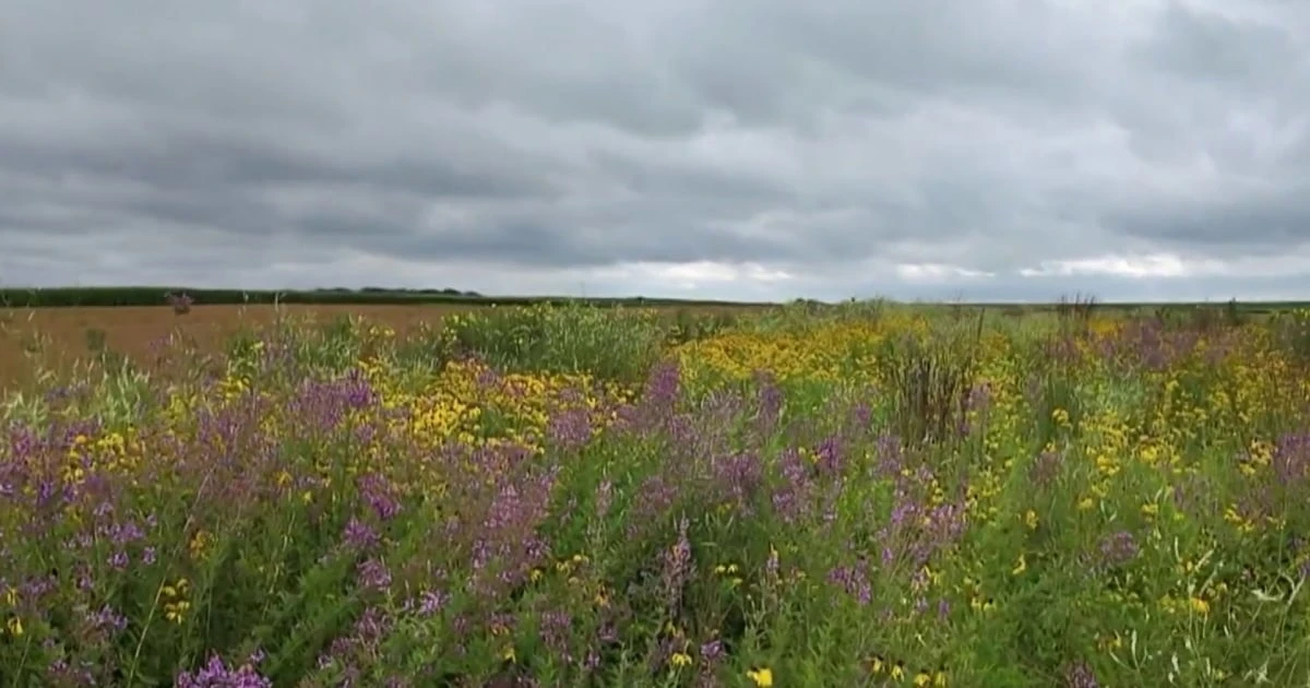 'Prairie strips' bring beauty to farms with big environmental benefits