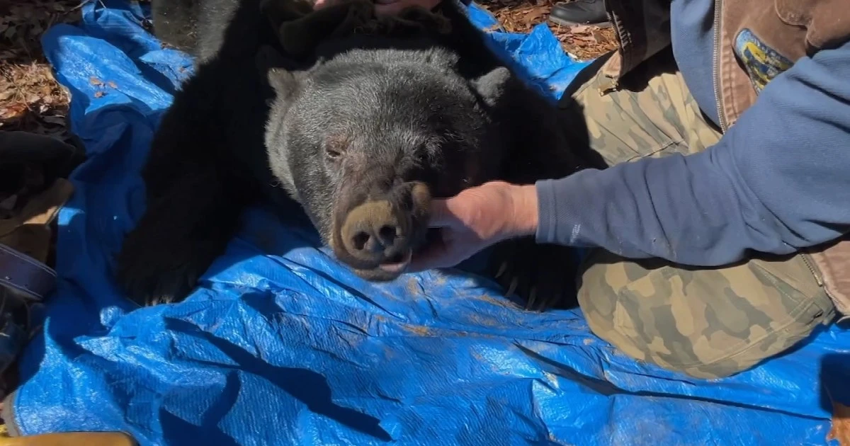 Man seriously injured by grizzly bear protecting her cub in Wyoming