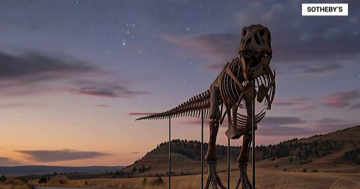 T. rex skeleton sells for $50 million, becoming most expensive fossil ever sold