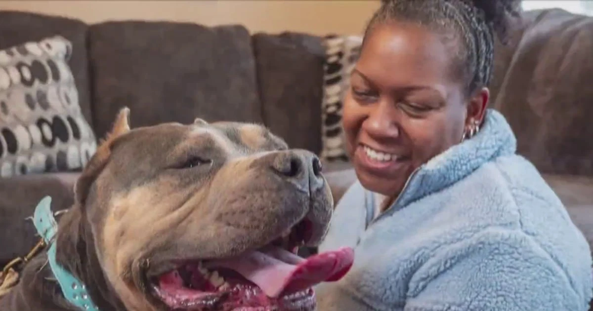 AI is helping families reunite with their beloved missing pets