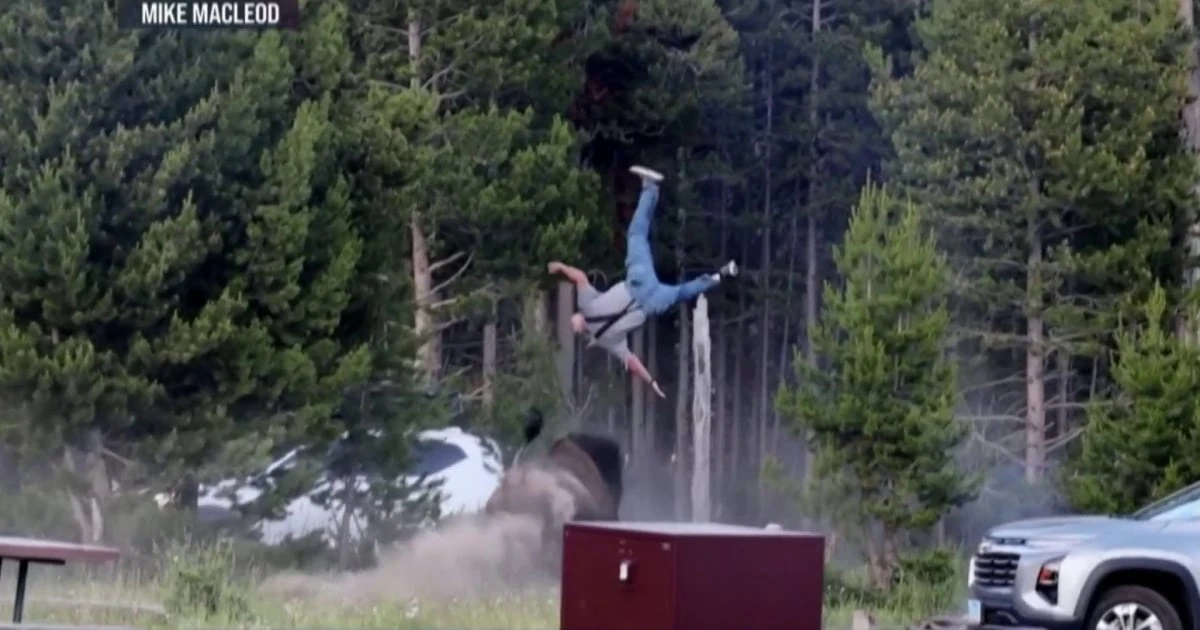 Bull bison charges Yellowstone tourist, flipping him into the air