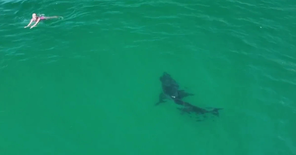 Video shows great white shark stalking swimmers
