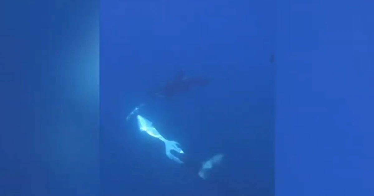 Video shows an orca torpedoing toward a sunfish, blowing it into pieces