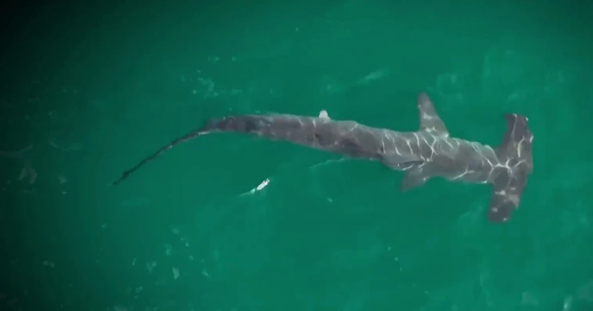 Record shark sightings reported at popular New York beach