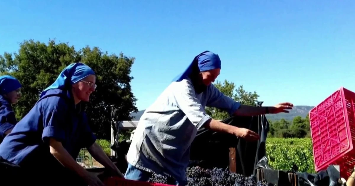 Catholic nuns run vineyard in France