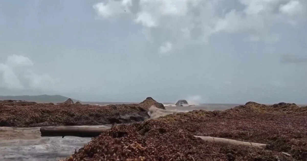 Record seaweed bloom stinks up prime Caribbean vacation beaches