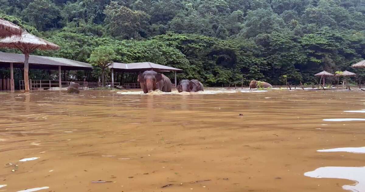 Video shows elephants escaping floods in Thailand