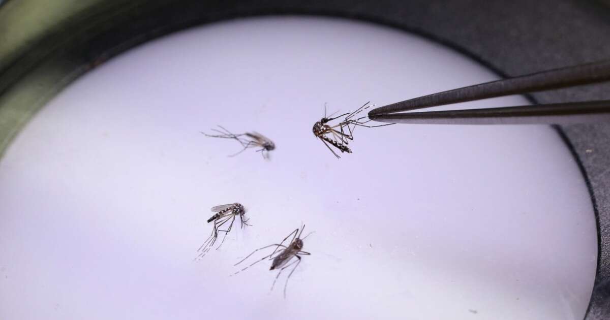 More than a third of states confirm cases of the West Nile virus