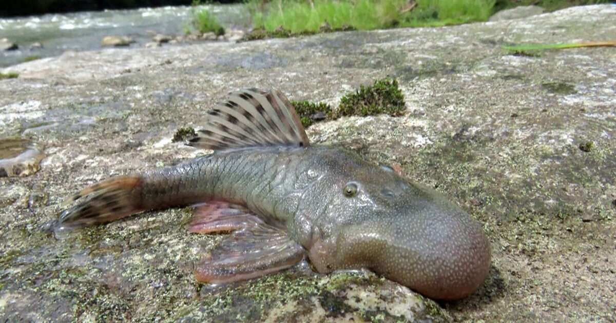 'Scientists have never seen anything like this': Blob-headed fish among new species discovered