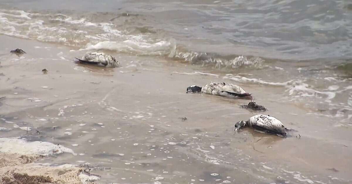 Dead birds found on New York beach believed to have died from avian flu