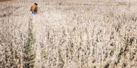 White farmer wins temporary halt to program for Black counterparts