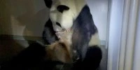 Giant panda gives birth to twin cubs at Tokyo's Ueno Zoo
