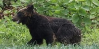 Bear shot dead after 8-hour rampage in Japan residential injures 4