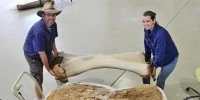 Behemoth 98-foot-long dinosaur confirmed to be largest ever found in Australia