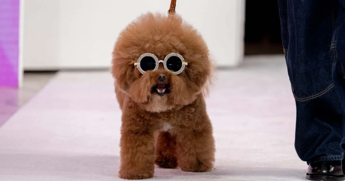 See 3 dogs put their best paws forward on the TODAY catwalk