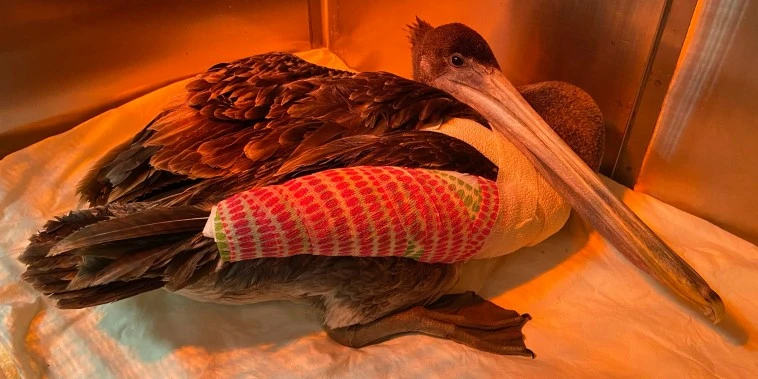 32 pelicans found mutilated along California coast