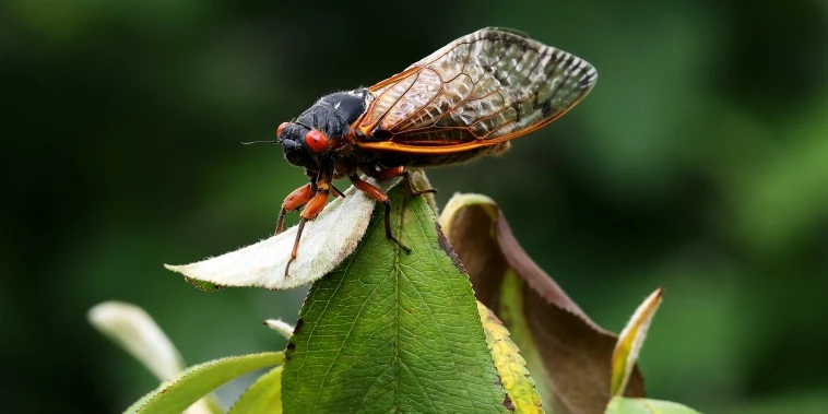 NBC's Hallie Jackson dines on cicada scampi