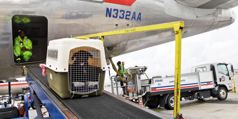 CDC temporarily bans dogs from some countries because of rabies risk